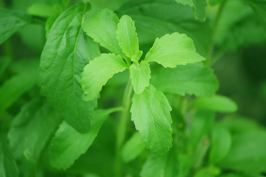 Stevia in telugu uses