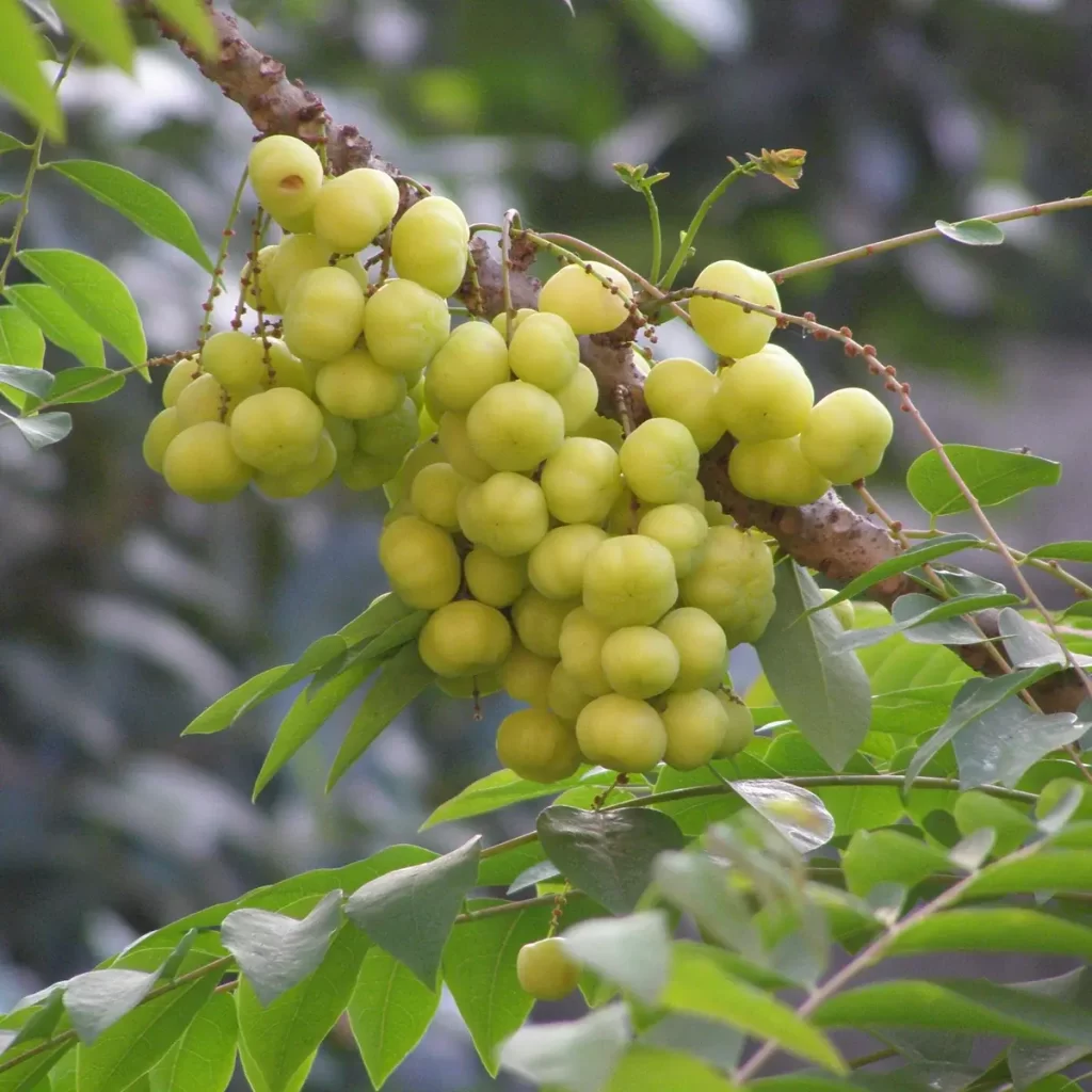 Amla for improve heart health